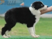 Border Collie Negro Bicolor Hembra #175H22228.jpg