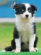 Border Collie Negro Bicolor Hembra #175H22229.jpg
