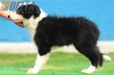 Border Collie Negro Bicolor Macho #175M12231.jpg