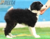 Border Collie Negro Bicolor Macho #175M12232.jpg