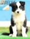 Border Collie Negro Bicolor Macho #175M12233.jpg
