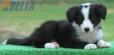 Border Collie Negro Bicolor Hembra #179H42242.jpg