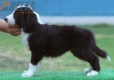 Border Collie Negro Bicolor Hembra #179H42243.jpg