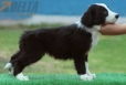Border Collie Negro Bicolor Hembra #179H42244.jpg