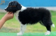 Border Collie Negro Bicolor Macho #179M12247.jpg