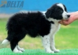 Border Collie Negro Bicolor Macho #179M12248.jpg