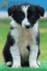 Border Collie Negro Bicolor Macho #179M12249.jpg