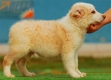 Border Collie Dorado Bicolor Macho #177M72256.jpg