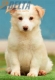 Border Collie Dorado Bicolor Macho #177M72257.jpg