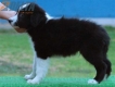Border Collie Negro Bicolor Macho #179M32259.jpg