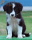 Border Collie Negro Bicolor Macho #179M32261.jpg