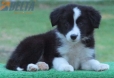 Border Collie Negro Bicolor Macho #179M32262.jpg