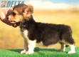 Welsh Corgi Pembroke Tricolor Hembra #172H22289.jpg