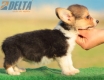 Welsh Corgi Pembroke Tricolor Hembra #172H22290.jpg