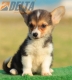 Welsh Corgi Pembroke Tricolor Hembra #172H22291.jpg