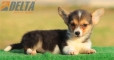 Welsh Corgi Pembroke Tricolor Hembra #172H22292.jpg