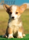Welsh Corgi Pembroke Bicolor Hembra #172H32296.jpg