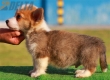 Welsh Corgi Pembroke Bicolor Macho #172M12298.jpg