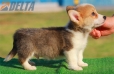 Welsh Corgi Pembroke Bicolor Macho #172M12299.jpg