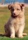 Border Collie Rojo Mirlo Bicolor Macho #184M22310.jpg