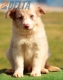 Border Collie Rojo Mirlo Bicolor Macho #184M32314.jpg