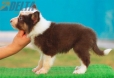 Border Collie Rojo Tricolor Macho #176M42316.jpg