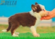 Border Collie Rojo Tricolor Macho #176M42317.jpg