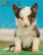 Border Collie Rojo Tricolor Macho #176M42318.jpg