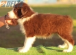 Border Collie Rojo Bicolor Hembra #186H22334.jpg