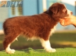 Border Collie Rojo Bicolor Hembra #186H22335.jpg