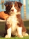 Border Collie Rojo Bicolor Hembra #186H22336.jpg