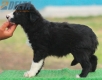 Border Collie Negro Bicolor Hembra #189H22338.jpg