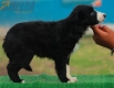 Border Collie Negro Bicolor Hembra #189H22339.jpg