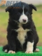 Border Collie Negro Bicolor Hembra #189H22340.jpg