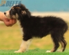 Border Collie Negro Tricolor Hembra #176H32354.jpg