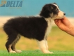 Border Collie Negro Tricolor Hembra #176H32355.jpg