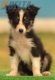 Border Collie Negro Tricolor Hembra #176H32356.jpg