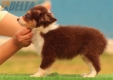Border Collie Rojo Tricolor Hembra #176H62358.jpg