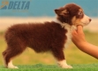 Border Collie Rojo Tricolor Hembra #176H62359.jpg