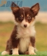 Border Collie Rojo Tricolor Hembra #176H62360.jpg