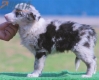 Border Collie Azul Mirlo Tricolor Hembra #189H42362.jpg