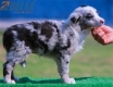 Border Collie Azul Mirlo Tricolor Hembra #189H42363.jpg