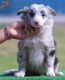 Border Collie Azul Mirlo Tricolor Hembra #189H42364.jpg