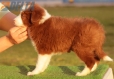 Border Collie Rojo Bicolor Hembra #191H32370.jpg