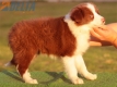 Border Collie Rojo Bicolor Hembra #191H32371.jpg