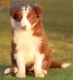 Border Collie Rojo Bicolor Hembra #191H32372.jpg