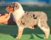 Australian Shepherd Azul Mirlo Tricolor Hembra #190H32374.jpg