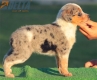 Australian Shepherd Azul Mirlo Tricolor Hembra #190H32375.jpg