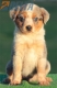 Australian Shepherd Azul Mirlo Tricolor Hembra #190H32376.jpg