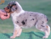 Australian Shepherd Azul Mirlo Tricolor Hembra #190H62378.jpg